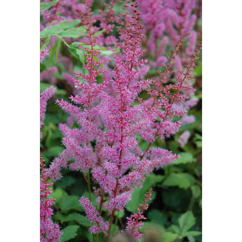 ASTILBE chinensis var. pumila 'S&eacute;r&eacute;nade'