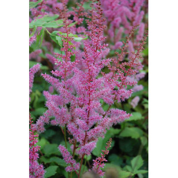 ASTILBE chinensis var. pumila \'S&eacute;r&eacute;nade\'