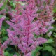 ASTILBE chinensis var. pumila 'Sérénade'