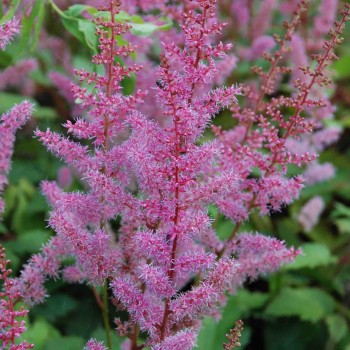 ASTILBE chinensis var. pumila &#039;Sérénade&#039;