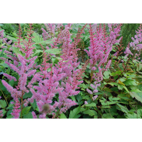 ASTILBE chinensis var. pumila 'S&eacute;r&eacute;nade'