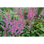 ASTILBE chinensis var. pumila 'S&eacute;r&eacute;nade'