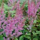 ASTILBE chinensis var. pumila 'Sérénade'