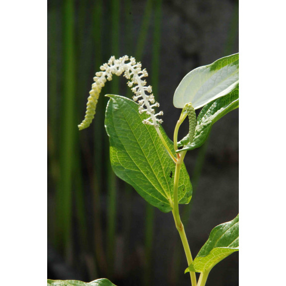 SAURURUS chinensis 'PB 95-85'