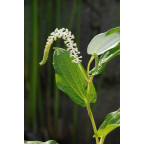 SAURURUS chinensis 'PB 95-85'