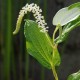 SAURURUS chinensis 'PB 95-85'