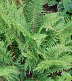 POLYSTICHUM setiferum 'Proliferum'