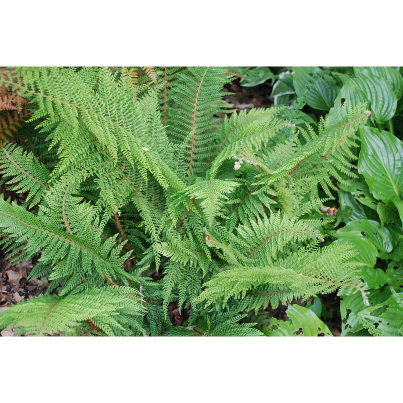POLYSTICHUM setiferum 'Proliferum'
