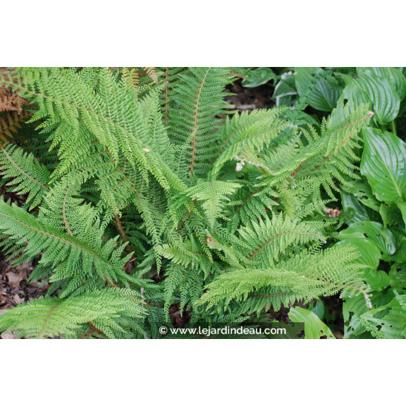 POLYSTICHUM setiferum 'Proliferum'