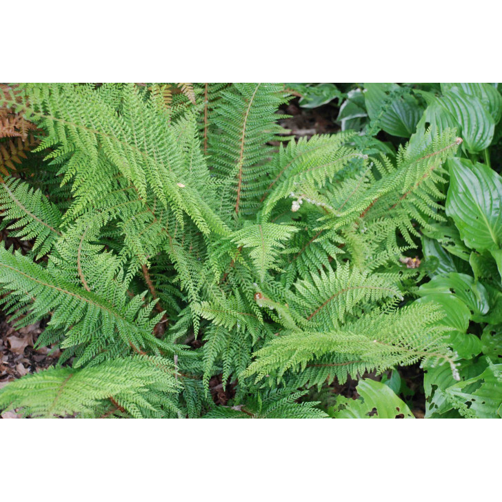 POLYSTICHUM setiferum 'Proliferum'
