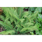 POLYSTICHUM setiferum 'Proliferum' POLYSTICHUM setiferum 'Proliferum'