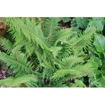 POLYSTICHUM setiferum \'Proliferum\'