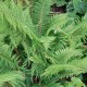 POLYSTICHUM setiferum 'Proliferum'