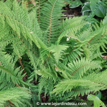 POLYSTICHUM setiferum &#039;Proliferum&#039;