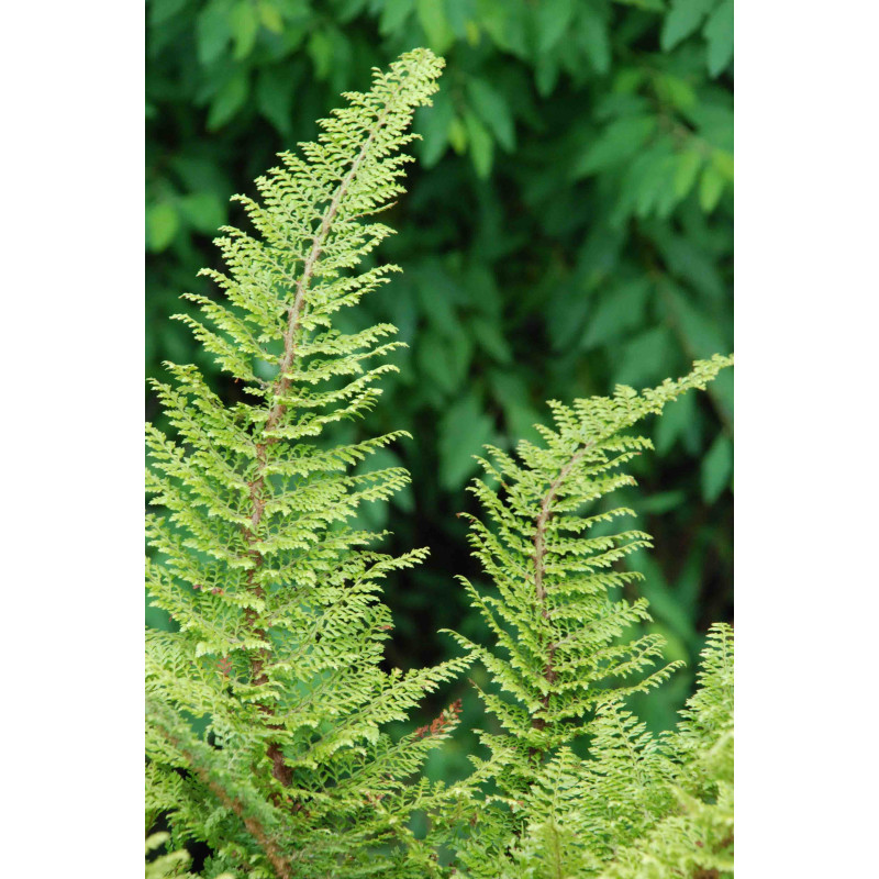POLYSTICHUM setiferum 'Plumosum Densum'