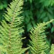 POLYSTICHUM setiferum 'Plumosum Densum'