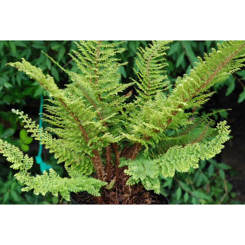 POLYSTICHUM setiferum 'Plumosum Densum'