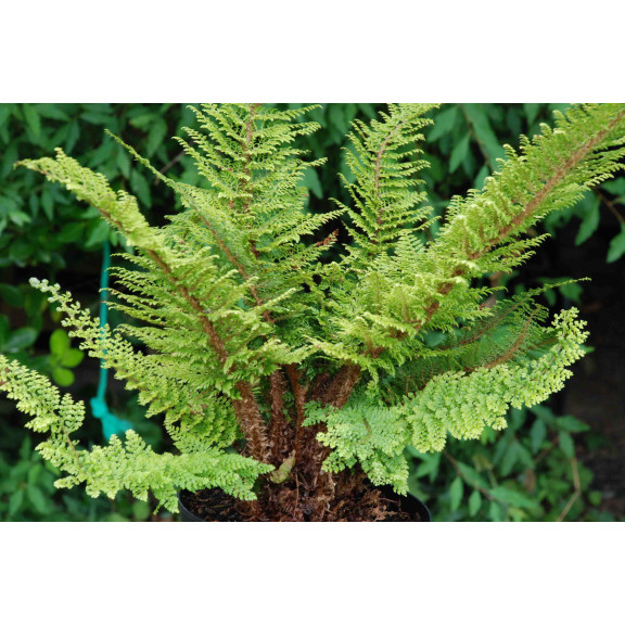 POLYSTICHUM setiferum 'Plumosum Densum'