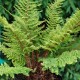 POLYSTICHUM setiferum 'Plumosum Densum'