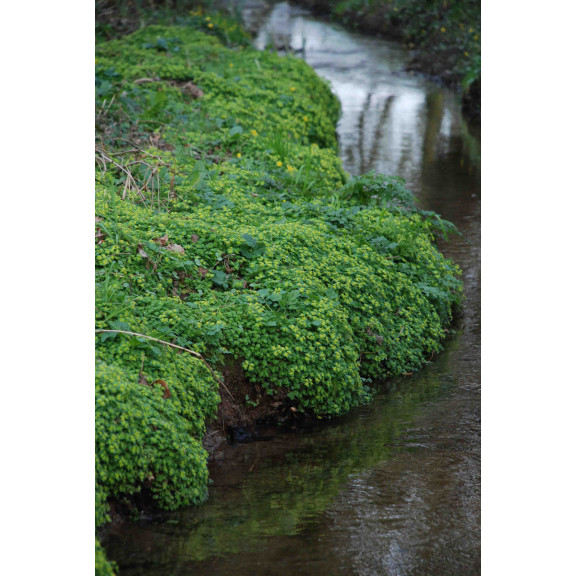 CHRYSOSPLENIUM oppositifolium