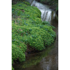 CHRYSOSPLENIUM oppositifolium