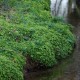 CHRYSOSPLENIUM oppositifolium