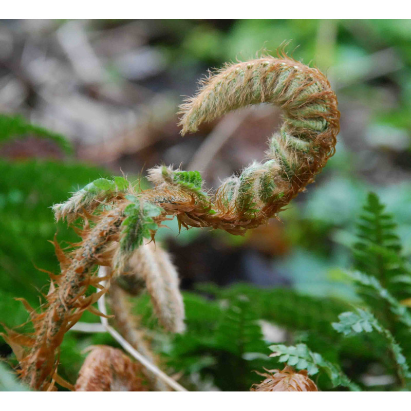 POLYSTICHUM polyblepharum