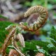 POLYSTICHUM polyblepharum