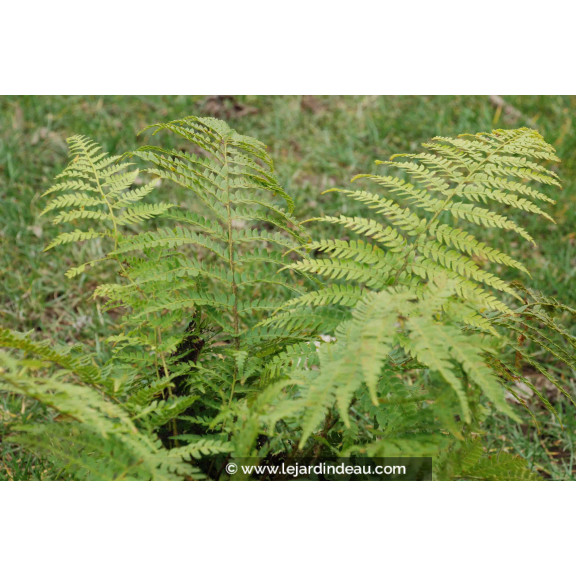 POLYSTICHUM braunii