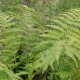 POLYSTICHUM braunii