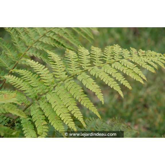 POLYSTICHUM braunii