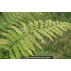 POLYSTICHUM braunii