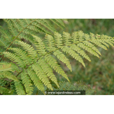 POLYSTICHUM braunii