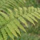 POLYSTICHUM braunii