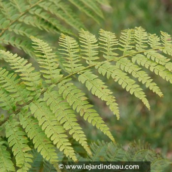 POLYSTICHUM braunii