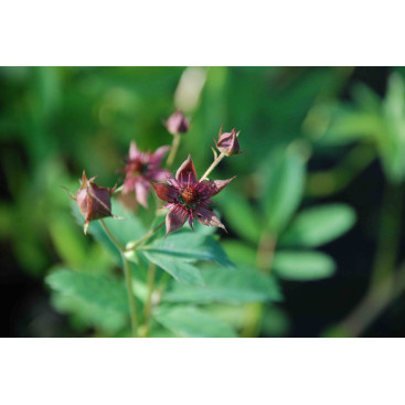 POTENTILLA palustris