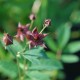 POTENTILLA palustris