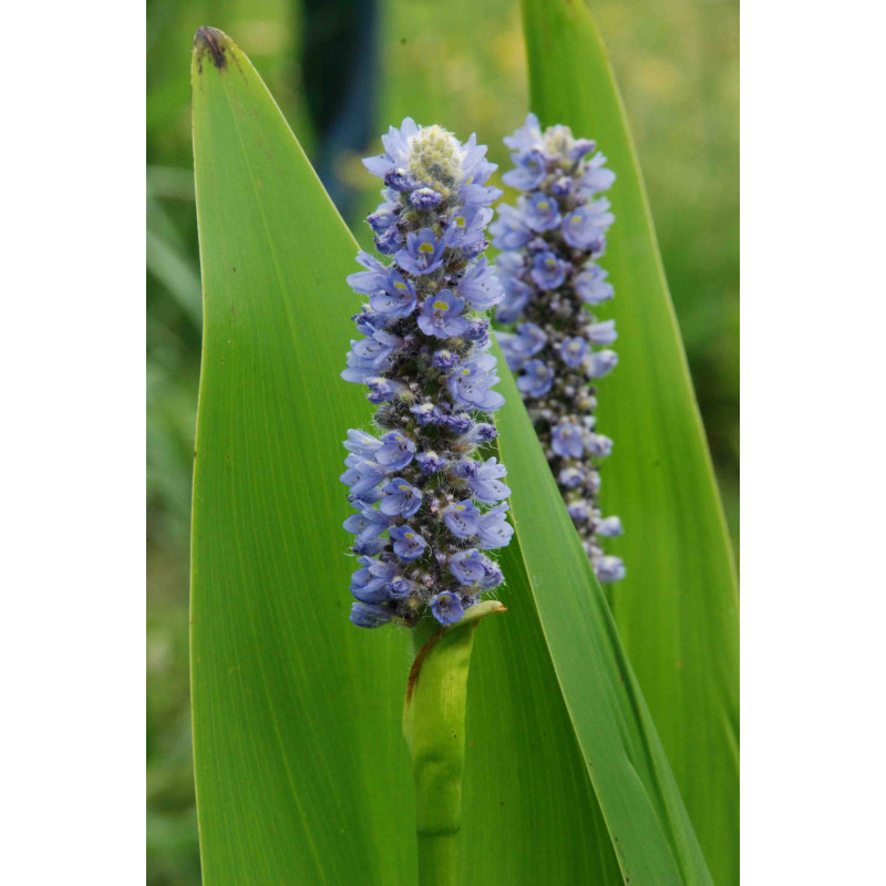 PONTEDERIA lanceolata
