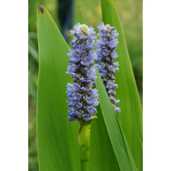 PONTEDERIA lanceolata