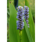 PONTEDERIA lanceolata