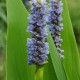 PONTEDERIA lanceolata