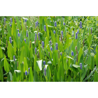 PONTEDERIA lanceolata