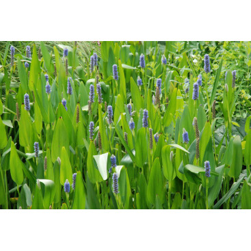 PONTEDERIA lanceolata