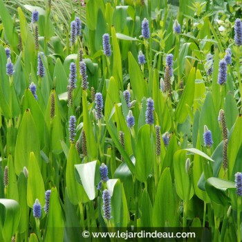 Pontederia Lanceolata - Pontédérie à feuilles lancéolées - Plante de b