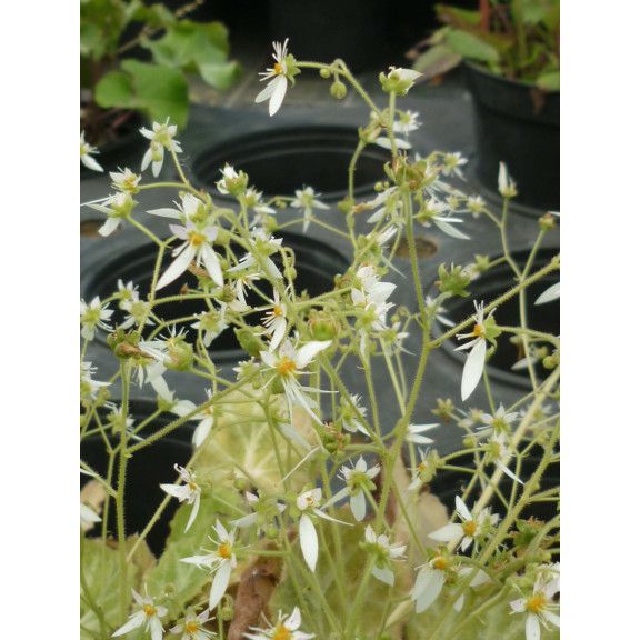 SAXIFRAGA stolonifera 'Cuscutiformis'