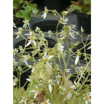 SAXIFRAGA stolonifera \'Cuscutiformis\'