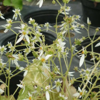 SAXIFRAGA stolonifera &#039;Cuscutiformis&#039;