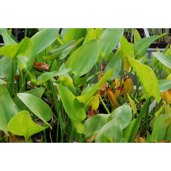 PONTEDERIA cordata 'Alba'