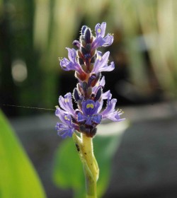 PONTEDERIA cordata