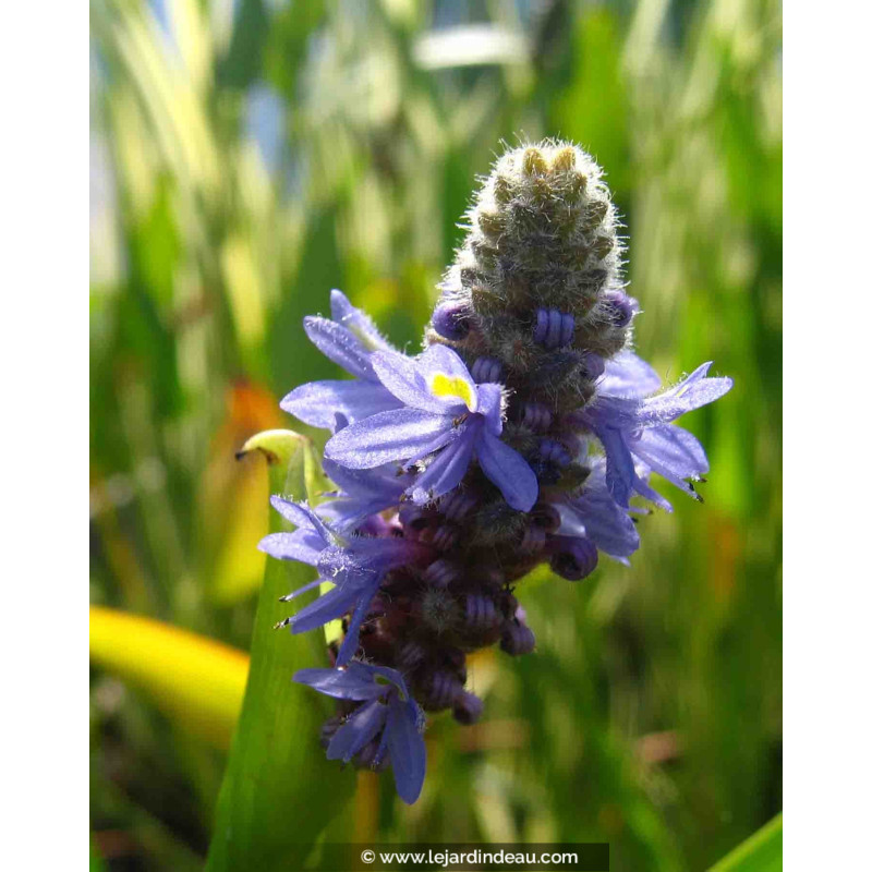 PONTEDERIA cordata PONTEDERIA cordata